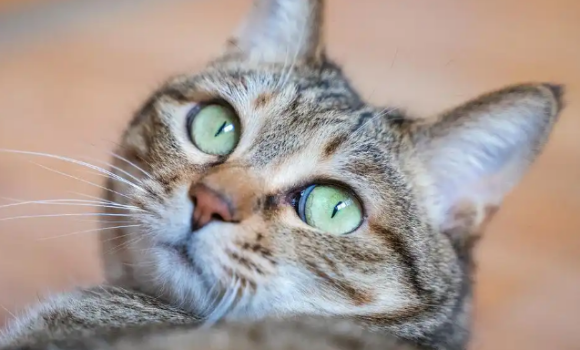 猫鼻炎用什么药 猫鼻炎用什么药