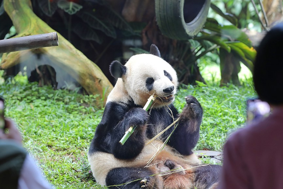 首只在印尼诞生大熊猫“里奥”正式亮相