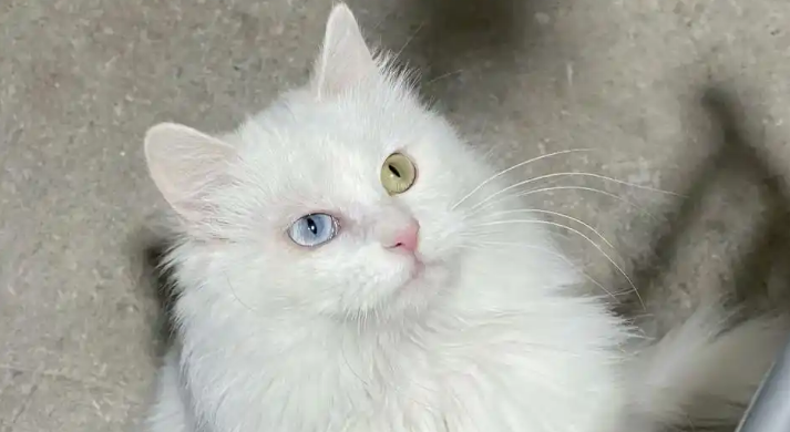 山东狮子猫怎么繁殖？看完你就明白了