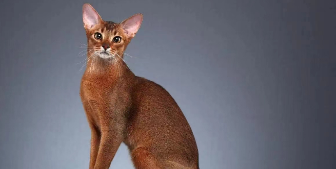 埃及猫怎么分辨发情？方法在这