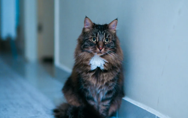 为什么说宠物即时零售是战略渠道，而不是渠道补充？