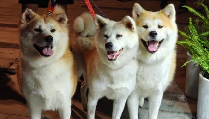 宠物寄养需求增长超四成,首个犬淋巴瘤口服药获FDA完全批准 宠物寄养需求增长超四成,首个犬淋巴瘤口服药获FDA完全批准