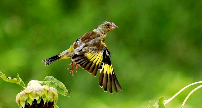 金翅雀什么颜色的好？这篇文章告诉你