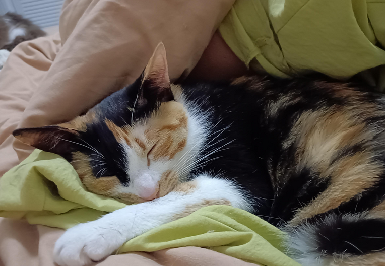 猫咪骨折了能治好吗