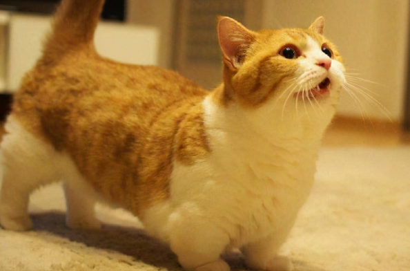 曾风靡一时的“曼基康猫”，为啥现在不火了？