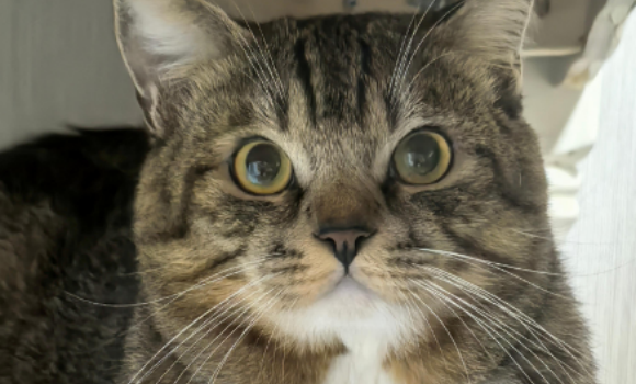 猫咪杯状病毒感染是什么原因 猫咪杯状病毒感染是什么原因