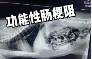 猫咪消化道梗阻必须手术吗? 猫咪消化道梗阻必须手术吗?