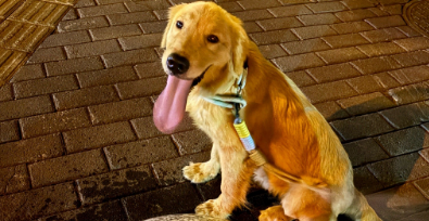 狗胰腺炎症状频繁喝水怎么办