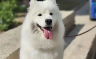 狗狗尿结石能自愈吗