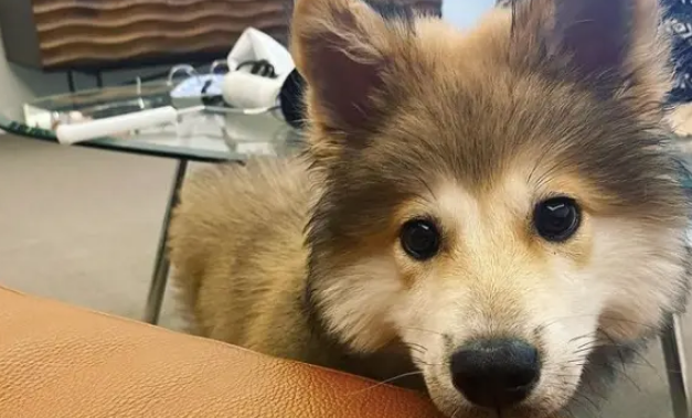 男演员捡流浪狗被全网嫌弃，两个月后......网友：捡到宝了