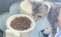 幼猫宁愿饿着也不吃猫粮