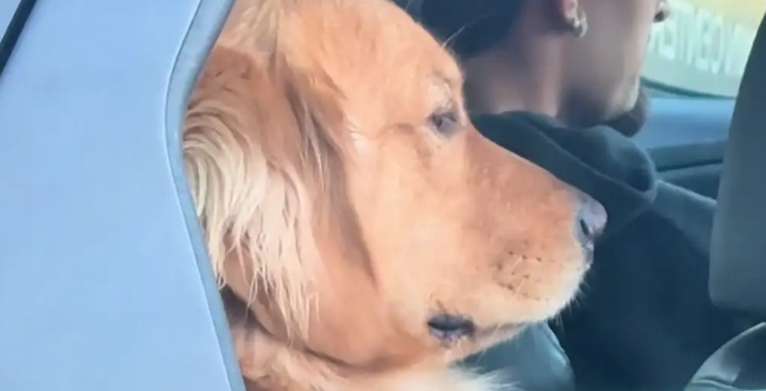 金毛坐汽车后座像大佬。网友：霸道狗裁