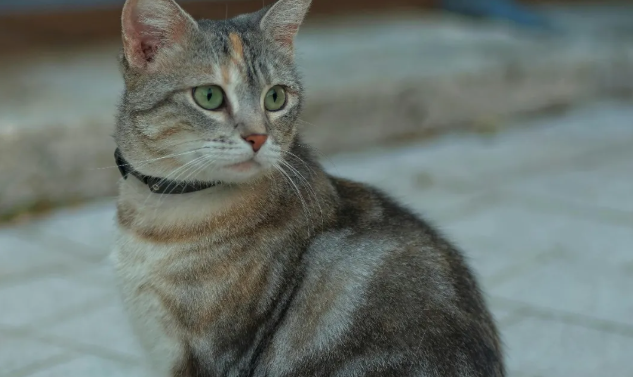 巨头之下的生存法则：中小宠物品牌如何规划2026年产品线？