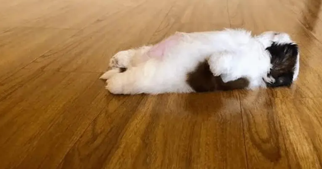 两个月大的小奶狗一睡觉就成了躺尸，铲屎官怎么都叫不醒