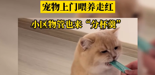 宠物上门喂养走红，小区物管也来“分杯羹”