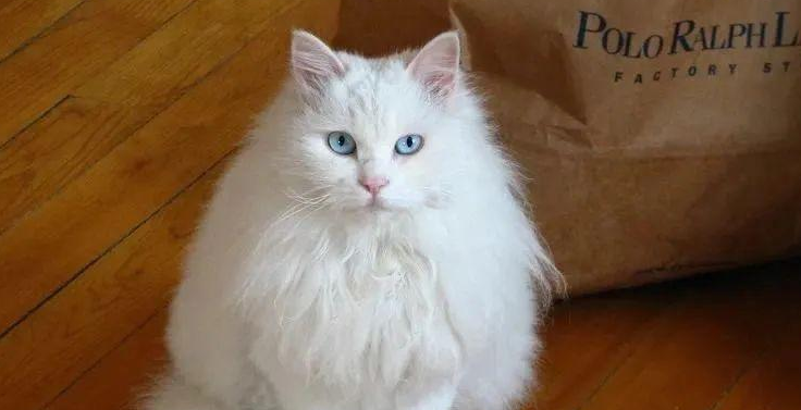 山东狮子猫怎么繁殖？看完你就明白了