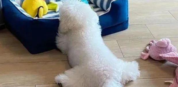 狗狗天天苦练一字马，体检发现蛋蛋风险，主人火速送它绝育