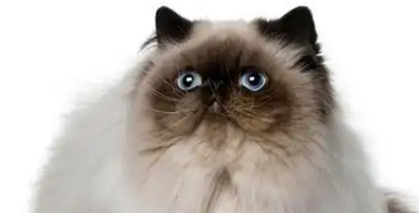 喜马拉雅猫：波斯猫和暹罗猫无法媲美的完美猫咪