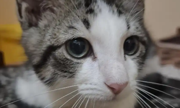 猫鼻炎会传染给其他猫咪么 猫鼻炎会传染给其他猫咪么