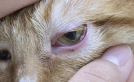猫角膜炎用什么药