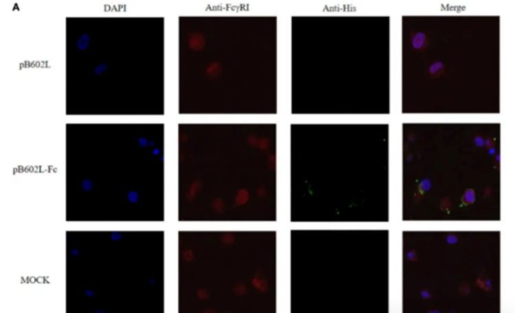 猪瘟亚单位疫苗抗原递呈原理及其对产品注册过程关联启示