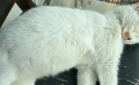 猫传腹初期会有腹水吗