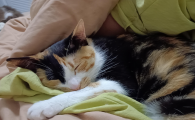 猫癣怎么治疗人被传染后怎么办