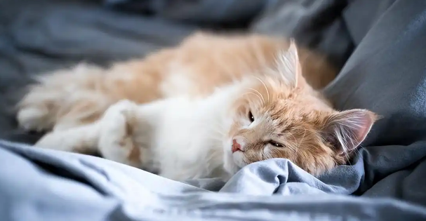 如何在家检查猫咪是否有跳蚤蜱虫