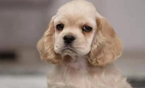美国可卡犬优缺点是什么?看完这篇文章就知道 美国可卡犬优缺点是什么?看完这篇文章就知道
