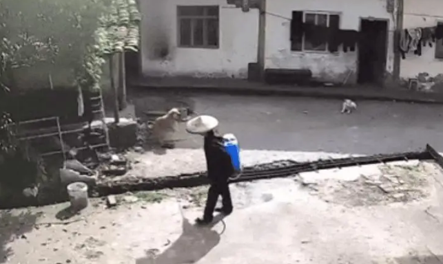 狗狗在自家院子，却被路过的村民喷了一脸农药