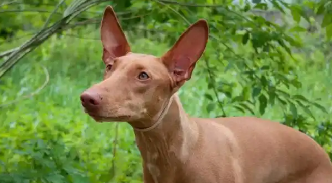 法老王猎犬一生认几个主人？忠诚背后的真相令人感动！