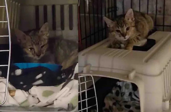 刚救的小猫谁也不理，直到遇见这只流浪猫