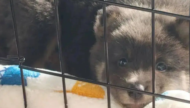 家里的土松小时候长得像小熊，但长大后……帅炸了