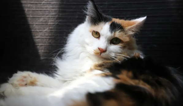 为什么说中国宠物上游产业，更需要抓住品牌化机遇？