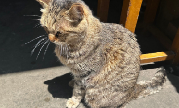 猫咪冠状病毒会传染人么 猫咪冠状病毒会传染人么