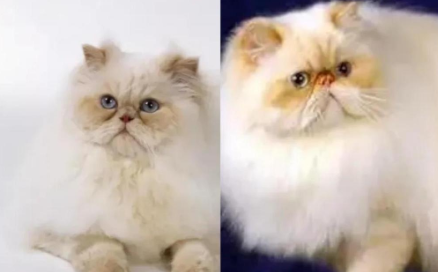 新手养猫指南:喜马拉雅猫的喂养与护理 新手养猫指南:喜马拉雅猫的喂养与护理