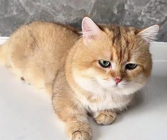 猫咪大便有虫怎么办 猫咪大便有虫怎么办