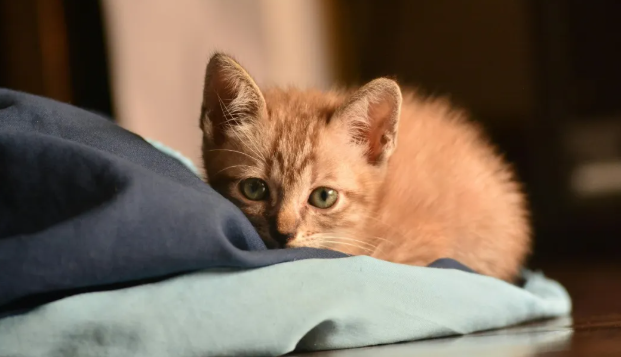 为什么说中国宠物上游产业，更需要抓住品牌化机遇？