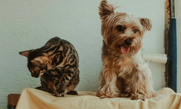 为什么说中国宠物上游产业，更需要抓住品牌化机遇？