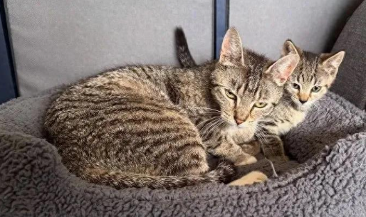 救助小猫却意外发现猫妈,母子相依为命,喜提亲子豪华套餐