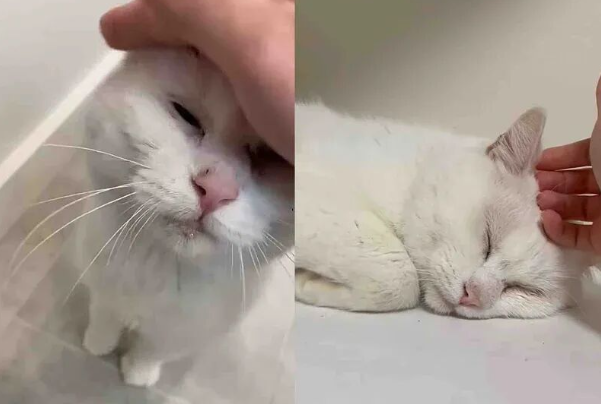 异瞳流浪猫的逆袭:寒冬花园里的奇遇,它用爱点亮了喵生! 异瞳流浪猫的逆袭:寒冬花园里的奇遇,它用爱点亮了喵生!