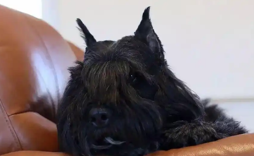 佛兰德牧牛犬怎么喂养？这几个关键要点可参考