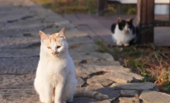 家猫玩雪欢乐多,流浪猫寒冬生存战危机曝光 家猫玩雪欢乐多,流浪猫寒冬生存战危机曝光