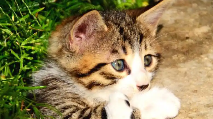 猫咪打喷嚏流鼻涕该如何护理