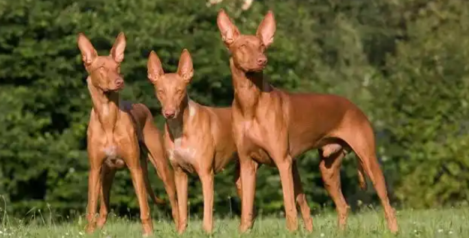 法老王猎犬肠胃炎症状及相关治疗方法分享~