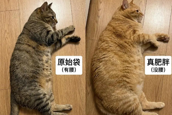 别再嫌你家猫有“小肚腩”了,那是它的顶级装备:原始袋! 别再嫌你家猫有“小肚腩”了,那是它的顶级装备:原始袋!