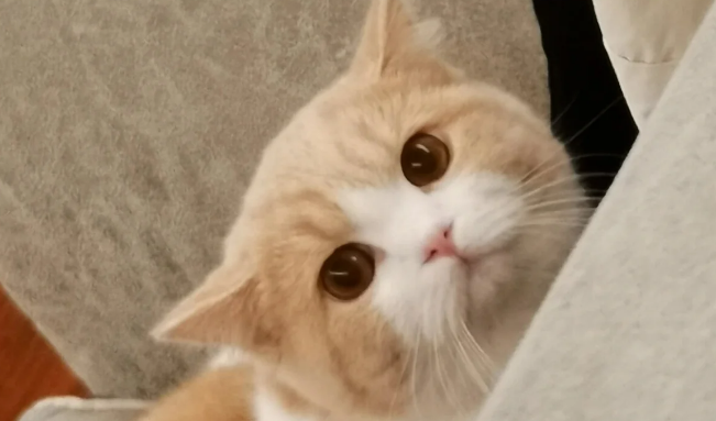 猫咪鼻炎怎么办 猫咪鼻炎怎么办