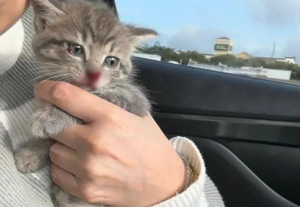 女子高速上停车救下小猫,竟被家里母猫收养宠成了小公主 女子高速上停车救下小猫,竟被家里母猫收养宠成了小公主