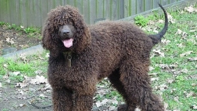 爱尔兰水猎犬毛色不好怎么办？可以来看看！