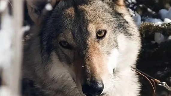 最不像狗的“捷克狼犬”，到底有什么魅力